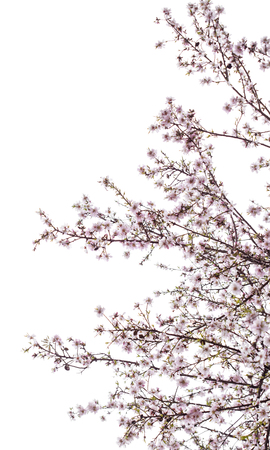 almond blossoms isolated on white backgroundの写真素材