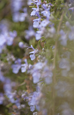 flowering rosemary natural seasonal floral backgroundの写真素材