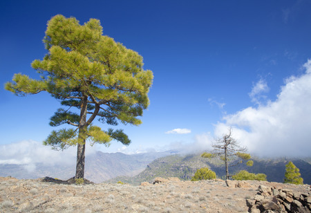 West of Gran Canaria, February 2018, integral Nature Reserve Inaguaの写真素材