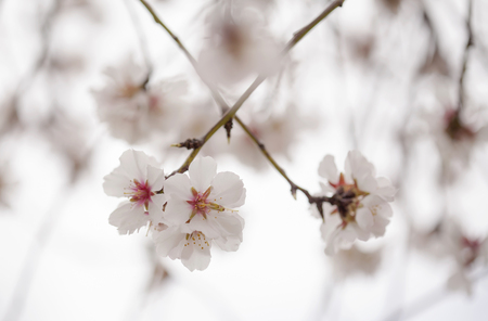 flowering almonds natural seasonal floral backgroundの写真素材