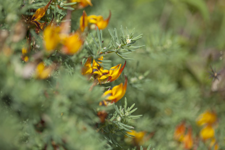 flora of Tenerife - Lotus maculatus, Critically Endangered Speciesの写真素材