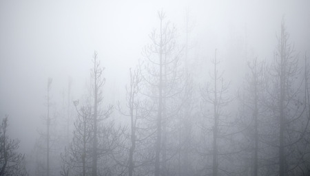 Gran Canaria, March 2018, Las Cumbres - the highest areas of the island, affected by wildfire of...