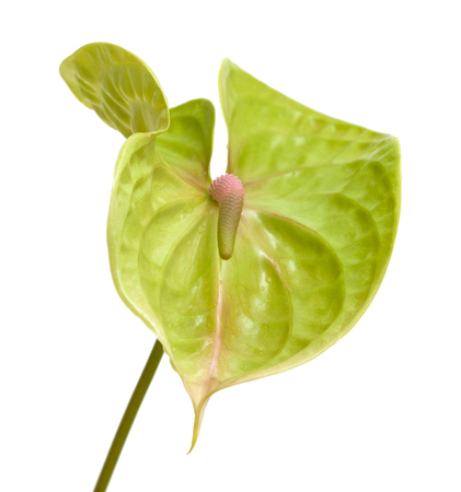green Anthurium with pink-green spadix isolated on white backgroundの写真素材