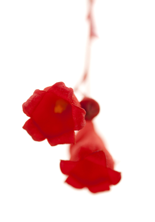 flowers of Brachychiton acerifolius, AKA  Illawarra flame tree, isolated on white backgroundの写真素材