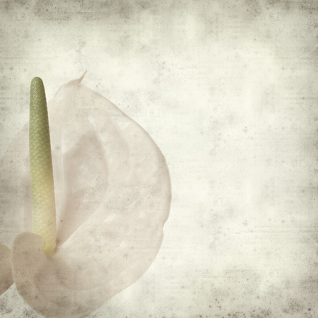 textured old paper background with pink Anthurium flowerの写真素材