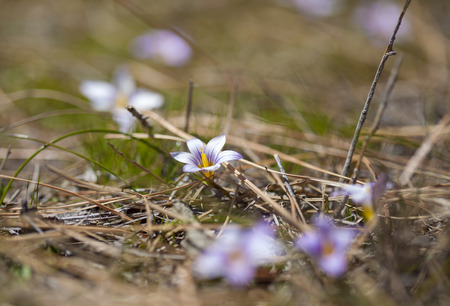 flora of Gran Canaria -  flowering Romulea columnae backgroundの写真素材