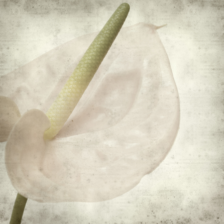 textured old paper background with pink Anthurium flowerの写真素材
