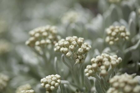 flora of Macaronesia -  Helicrysum melaleucumands, medicinal plant from Madeiraの写真素材