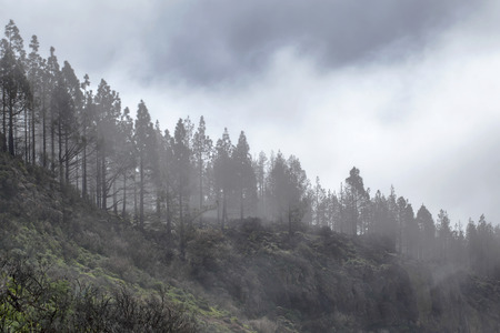 Gran Canaria, March 2018, Las Cumbres - the highest areas of the island, clouds rollingの写真素材