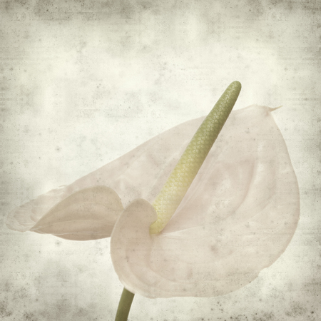 textured old paper background with pink Anthurium flowerの写真素材