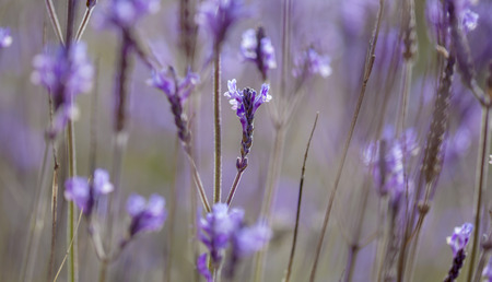 Flora of Gran Canaria - Canarian lavender, Lavandula canariensis, macro backgroundの写真素材