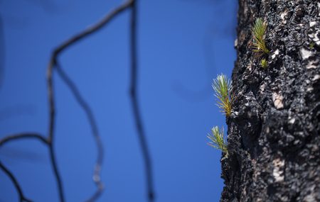 Flora of Gran Canaria - Pinus canariensis, Canarian Pine trees, recovering from last year fire, Gran Canaria. New shoots appear on thicker branches and directly from burnt trunksの写真素材