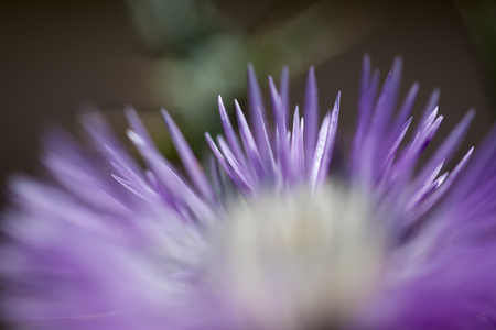seasonal spring background with macro Thistle flower の写真素材