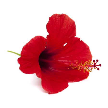 single red hibiscus flower isolated on white backgroundの写真素材
