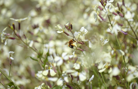 Flora of Gran Canaria - Raphanus raphanistrum, wild radish, white charlock , jointed charlock and a beed of Eucera genusの写真素材