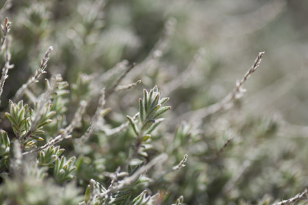Flora of Gran Canaria - Micromeria, fragrant  herb macro background