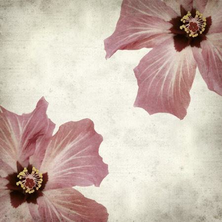 textured old paper background with pink hibiscus flower の写真素材