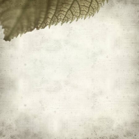 textured old paper background with linden tree opening leaves の写真素材