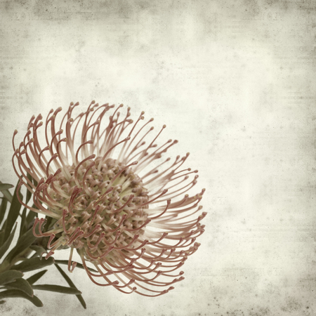 textured old paper background with exotic protea flowersの写真素材