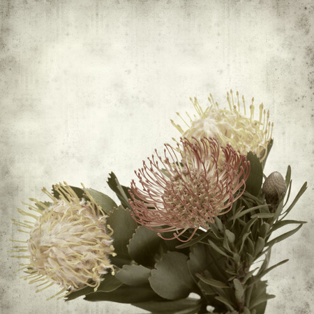 textured old paper background with exotic protea flowersの写真素材