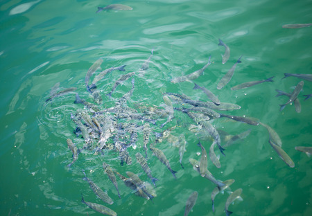 fish in water, scrambling for food, shot from above, natural background