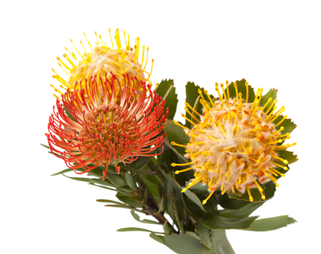 red and yellow Leucospermum, pincushion protea isolated on white backgroundの写真素材