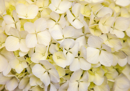 abundant flowers of  french hydrangea background wet after rain