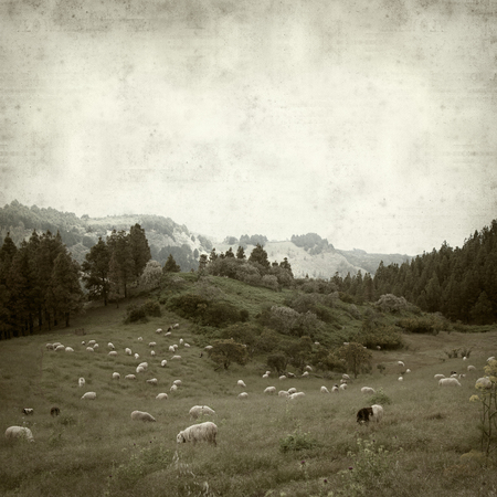 textured old paper background with Gran Canaria landscape with flock of sheepの写真素材