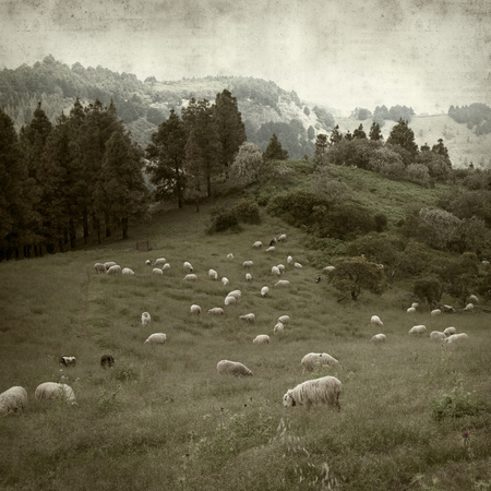 textured old paper background with Gran Canaria landscape with flock of sheepの写真素材