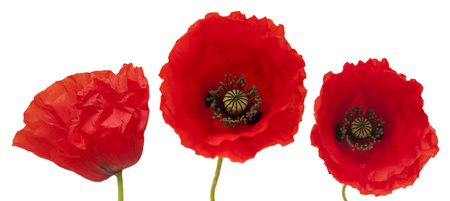 Flora of Gran Canaria - flowering red poppy isolated on white の写真素材