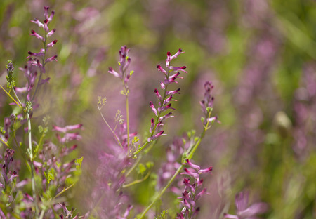 Flora of Gran Canaria -  small pink Fumaria flowersの写真素材