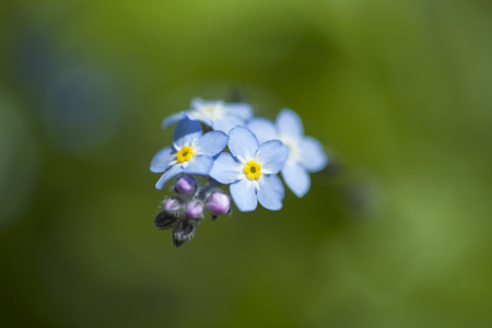Flora of Gran Canaria -  Myosotis latifolia, broadleaf forget-me-notの写真素材