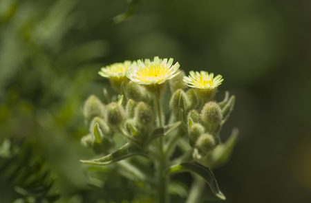 Flora of Gran Canaria - pale lemon yellow flowers of Andryala integrifoliaの写真素材