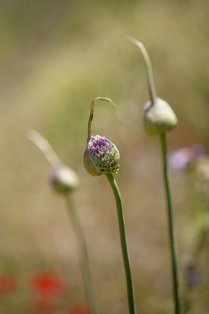 Flora of Gran Canaria -  Allium ampeloprasum, wild leekの写真素材