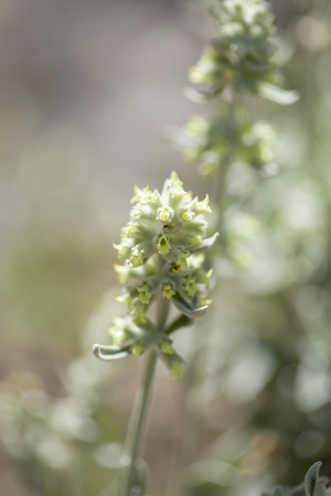 Flora of Gran Canaria -  Sideritis dasygnaphala, mountain tea, medicinal plant endemic to the islandの写真素材