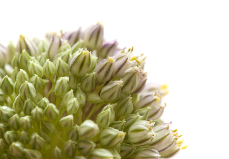 Flora of Gran Canaria -  Allium ampeloprasum, wild leek isolated on whiteの写真素材