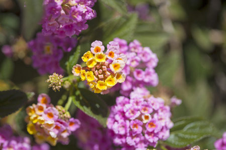 red and yellow Lantana camara flowers floral macro backgroundの写真素材