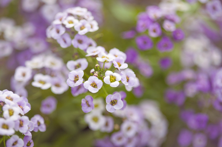 flowering Lobularia maritima  aka sweet alyssum floral macro backgroundの写真素材