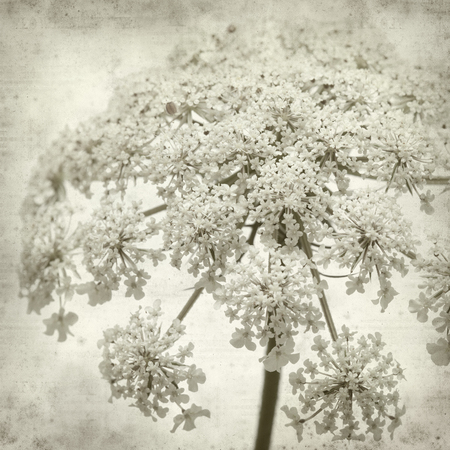 textured old paper background with wild carrot flowers