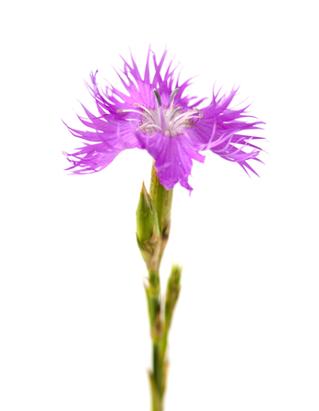 Flora of Cantabria - Dianthus hyssopifolius, hyssop-leaved carnationの写真素材