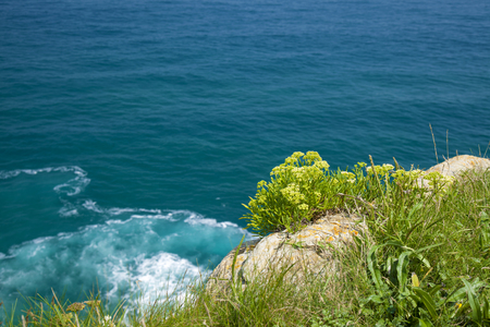 Cantabria, coastal landscape around between Santander and Maruca, rock samphire growingの写真素材