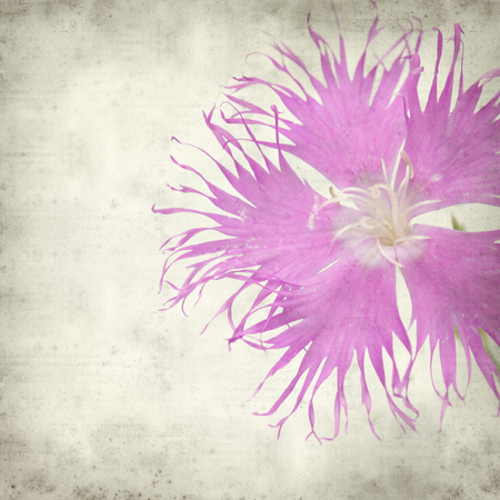 textured old paper background with pink  hyssop-leaved carnationの写真素材