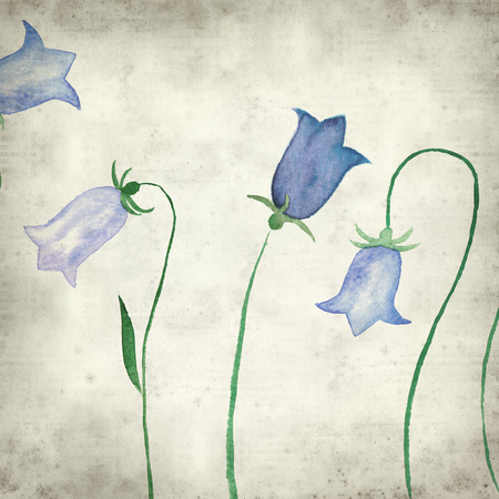 textured old paper background with watercolor bellflowersの写真素材