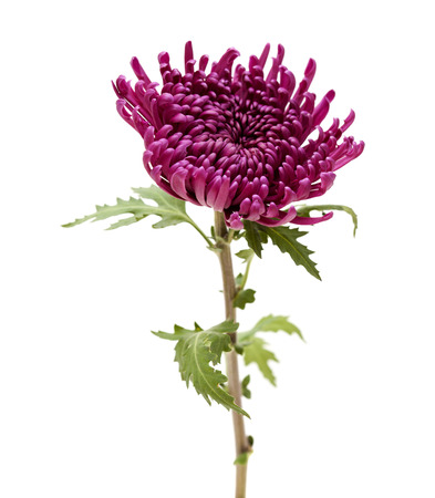 single dark lilac chrysanthemum isolated on white backgroundの写真素材