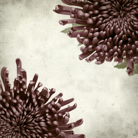 textured old paper background with dark purple chrysanthemumの写真素材