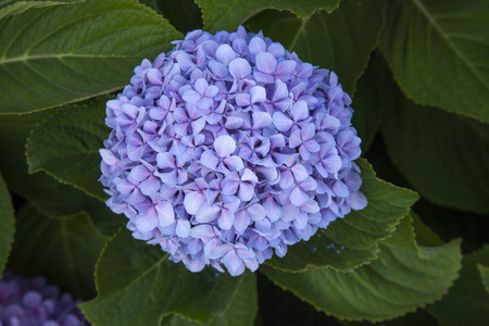 blue hydrangea natural floral background