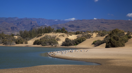 Charca de Maspalomas, Maspalomas lagoon, important natural environment, especially suitable for birdsの写真素材