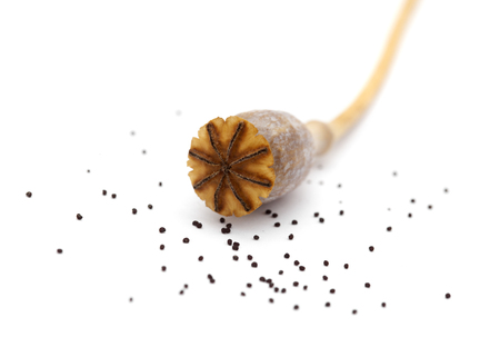 Dried poppy seed pods of breadseed poppy isolated on white backgroundの写真素材