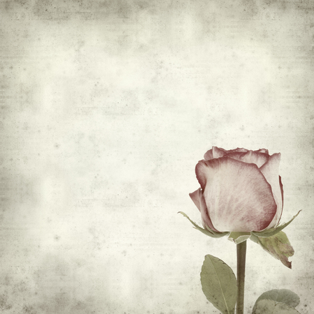 textured old paper background with pink roseの写真素材