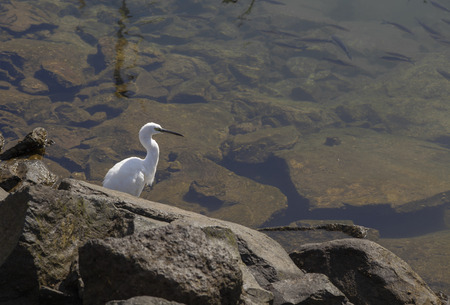 Little egret, Egretta garzetta, hunting in the marina of Las Palmas de Gran Canaria